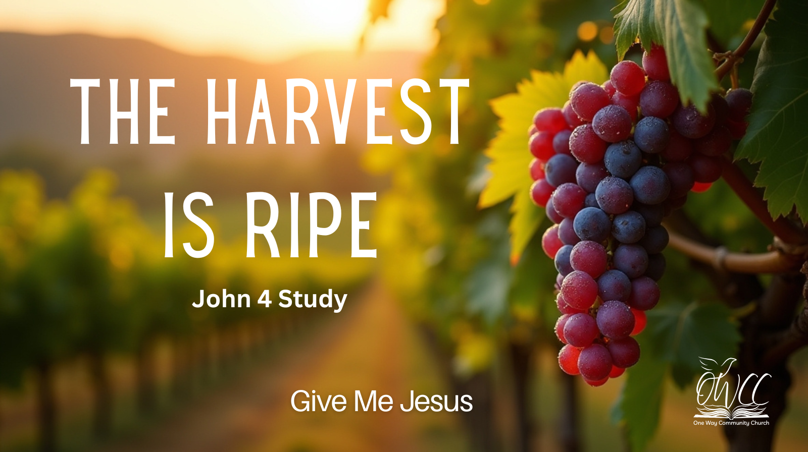 The Harvest is Ripe Grapes OWCC Give Me Jesus